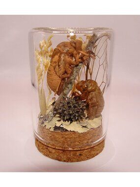 Cicada Skins Wing Sweetgum lycan Oddity Jar goth insect diorama cloche